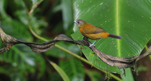 Female Passerini 's Tanager